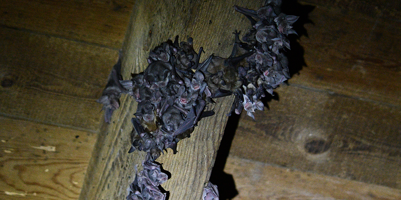 Les ailes de la nuit